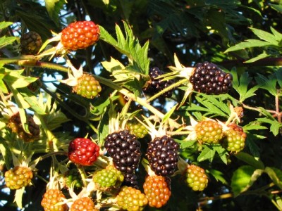 mora Thornless Evergreen 2.jpg (238.73 KiB) Osservato 1146 volte mora Thornless Evergreen 2.jpg