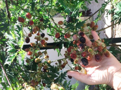 IMG-20160804-WA0006.jpg (372.96 KiB) Osservato 1135 volte IMG-20160804-WA0006.jpg