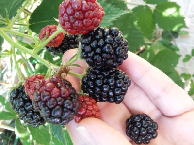 20160804_152935.jpg (283.33 KiB) Osservato 1132 volte 20160804_152935.jpg