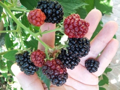 20160804_152912.jpg (292.06 KiB) Osservato 1132 volte 20160804_152912.jpg