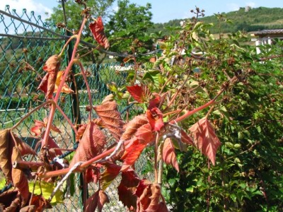 tralcio dell'anno scorso.jpg (271.82 KiB) Osservato 1261 volte tralcio dell'anno scorso.jpg