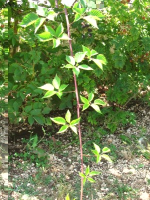 tralcio di quest'anno.jpg (280.91 KiB) Osservato 1261 volte tralcio di quest'anno.jpg