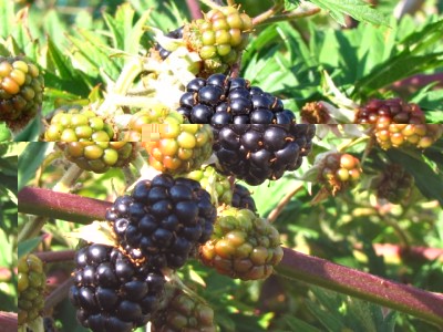 IMG_6770.JPG (199.31 KiB) Osservato 1144 volte IMG_6770.JPG