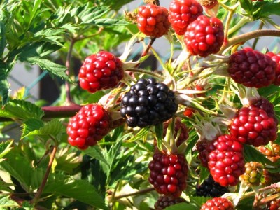 IMG_6769.JPG (227.1 KiB) Osservato 1144 volte IMG_6769.JPG