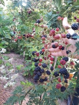 IMG-20160808-WA0086.jpg (252.54 KiB) Osservato 1111 volte IMG-20160808-WA0086.jpg