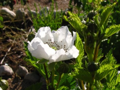 IMG_6814.JPG (169.02 KiB) Osservato 1160 volte IMG_6814.JPG