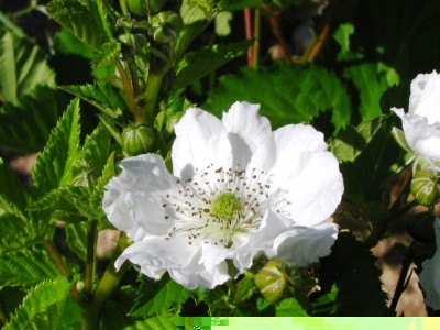 IMG_6820.JPG (167.98 KiB) Osservato 1155 volte IMG_6820.JPG