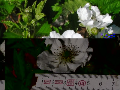 mora Reuben.jpg (179.89 KiB) Osservato 1153 volte mora Reuben.jpg