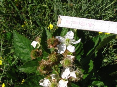 rovo rifiorente.jpg (208.19 KiB) Osservato 1153 volte rovo rifiorente.jpg