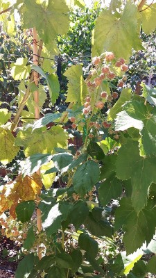 uva e lamponi.jpg (250.06 KiB) Osservato 995 volte uva e lamponi.jpg