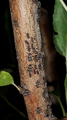 mandorlo per ilona.jpg (132.48 KiB) Osservato 1178 volte mandorlo per ilona.jpg