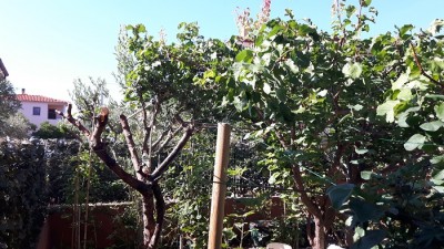 mandorlo tagliato.jpg (207.72 KiB) Osservato 1178 volte mandorlo tagliato.jpg