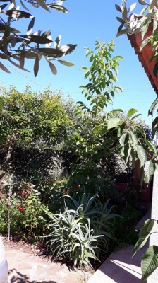 noce.jpg (151 KiB) Osservato 1212 volte noce.jpg