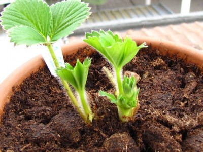 IMG_7083.JPG (210.41 KiB) Osservato 1343 volte IMG_7083.JPG