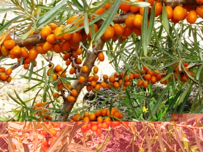 olivello spinoso.jpg (273.91 KiB) Osservato 1328 volte olivello spinoso.jpg