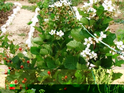 mora rifiorente Reuben.jpg (254.04 KiB) Osservato 1328 volte mora rifiorente Reuben.jpg