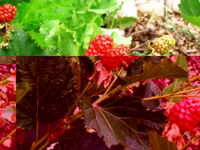 IMG_7091.JPG (218.42 KiB) Osservato 1328 volte IMG_7091.JPG