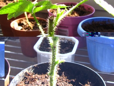 IMG_7127.JPG (167.93 KiB) Osservato 1208 volte IMG_7127.JPG