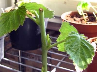 IMG_7128.JPG (145.77 KiB) Osservato 1208 volte IMG_7128.JPG