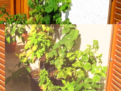 IMG_7129.JPG (220.89 KiB) Osservato 1314 volte IMG_7129.JPG