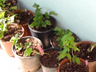 IMG_7133.JPG (202.31 KiB) Osservato 1313 volte IMG_7133.JPG