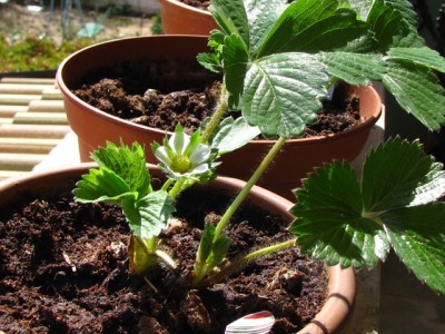 IMG_7134.JPG (220.02 KiB) Osservato 1313 volte IMG_7134.JPG