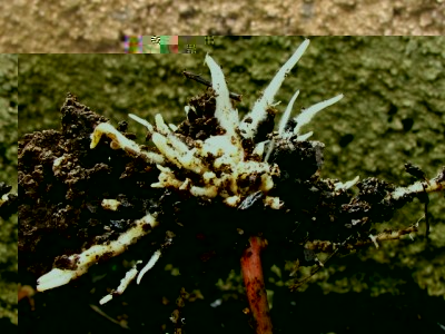 IMG_7151.JPG (201.21 KiB) Osservato 1265 volte IMG_7151.JPG