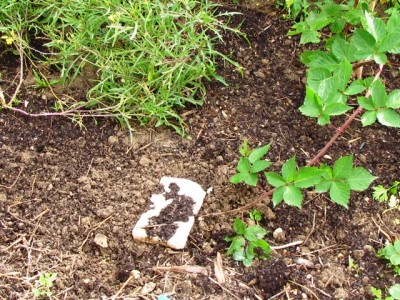 IMG_7153.JPG (316.27 KiB) Osservato 1265 volte IMG_7153.JPG