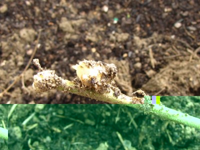 IMG_7152.JPG (164.1 KiB) Osservato 1265 volte IMG_7152.JPG