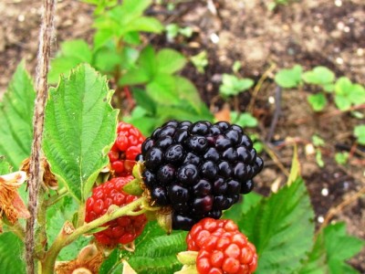 IMG_7147.JPG (191.29 KiB) Osservato 1265 volte IMG_7147.JPG