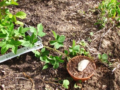 IMG_7155.JPG (312.91 KiB) Osservato 1265 volte IMG_7155.JPG