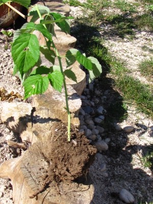 IMG_7237.JPG (261.02 KiB) Osservato 1286 volte IMG_7237.JPG