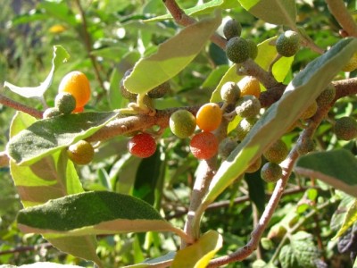 Goumi del giappone.jpg (182.39 KiB) Osservato 1283 volte Goumi del giappone.jpg