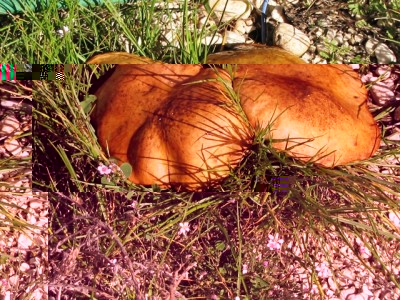 IMG_7360.JPG (307.46 KiB) Osservato 1143 volte IMG_7360.JPG