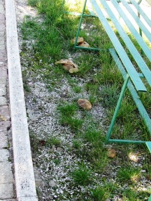 IMG_7375.JPG (274.38 KiB) Osservato 1134 volte IMG_7375.JPG