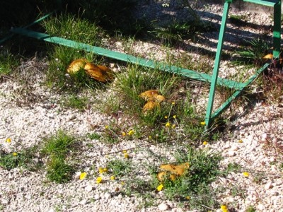 IMG_7377.JPG (302.15 KiB) Osservato 1134 volte IMG_7377.JPG