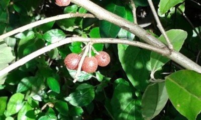 20161013_150329.jpg (132.16 KiB) Osservato 1182 volte 20161013_150329.jpg