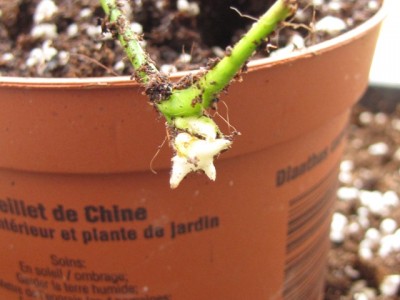 IMG_7429.JPG (135.85 KiB) Osservato 1195 volte IMG_7429.JPG