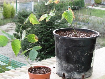 IMG_7439.JPG (198.12 KiB) Osservato 1133 volte IMG_7439.JPG