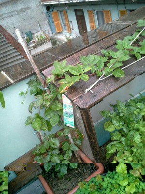 Mora precoce senza  spine ,, varietà per ora sconosciuta / IMG-20161025-WA0001-600x800.jpg IMG-20161025-WA0001-600x800.jpg