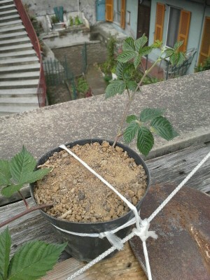 Questo il compitino datomi da Ilona ,, ho fatto giusto? / IMG-20161026-WA0000-600x800.jpg IMG-20161026-WA0000-600x800.jpg