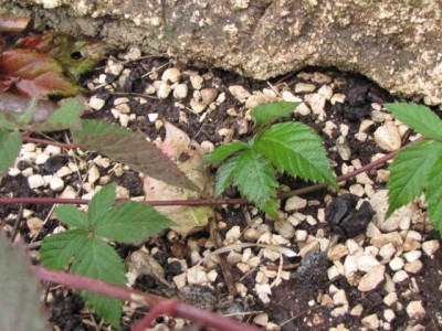 IMG_7460.JPG (225.48 KiB) Osservato 1160 volte IMG_7460.JPG