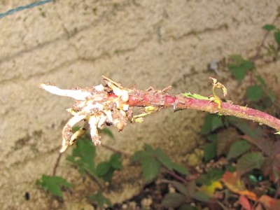 IMG_7456.JPG (137.17 KiB) Osservato 1160 volte IMG_7456.JPG