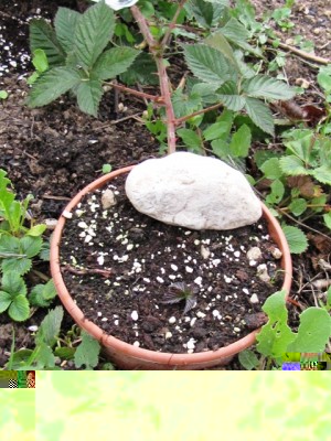 IMG_7461.JPG (253.36 KiB) Osservato 1280 volte IMG_7461.JPG