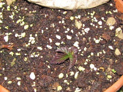 IMG_7463.JPG (287.02 KiB) Osservato 1280 volte IMG_7463.JPG