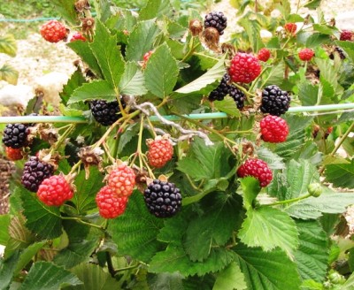 IMG_7465.JPG (233.35 KiB) Osservato 1274 volte IMG_7465.JPG