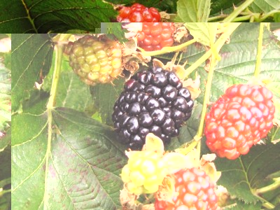 IMG_7469.JPG (219.57 KiB) Osservato 1274 volte IMG_7469.JPG