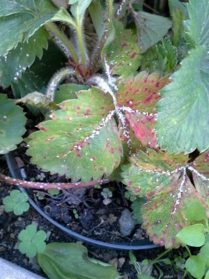 IMG-20161028-WA0000-600x800.jpg (150.04 KiB) Osservato 1225 volte IMG-20161028-WA0000-600x800.jpg