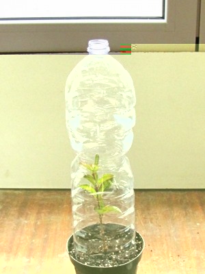 4.jpg (145.35 KiB) Osservato 9472 volte 4.jpg