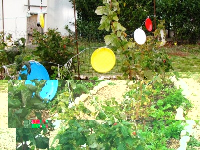 IMG_7523.JPG (268.57 KiB) Osservato 1405 volte IMG_7523.JPG